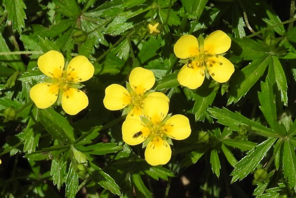 Die gerbstoffhaltige Blutwurz ist Arzneipflanze des Jahres 2024 - PhytoDoc